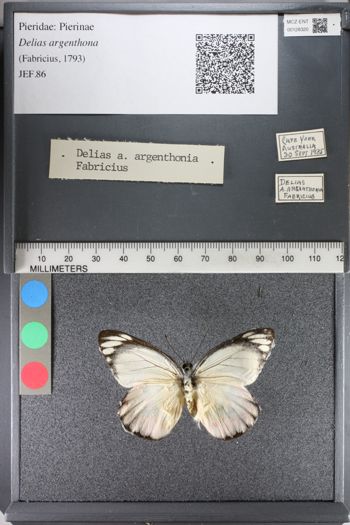 Media type: image;   Entomology 128320